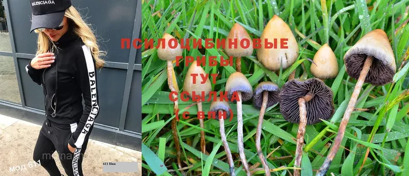 Галлюциногенные грибы Psilocybe  Зеленодольск 